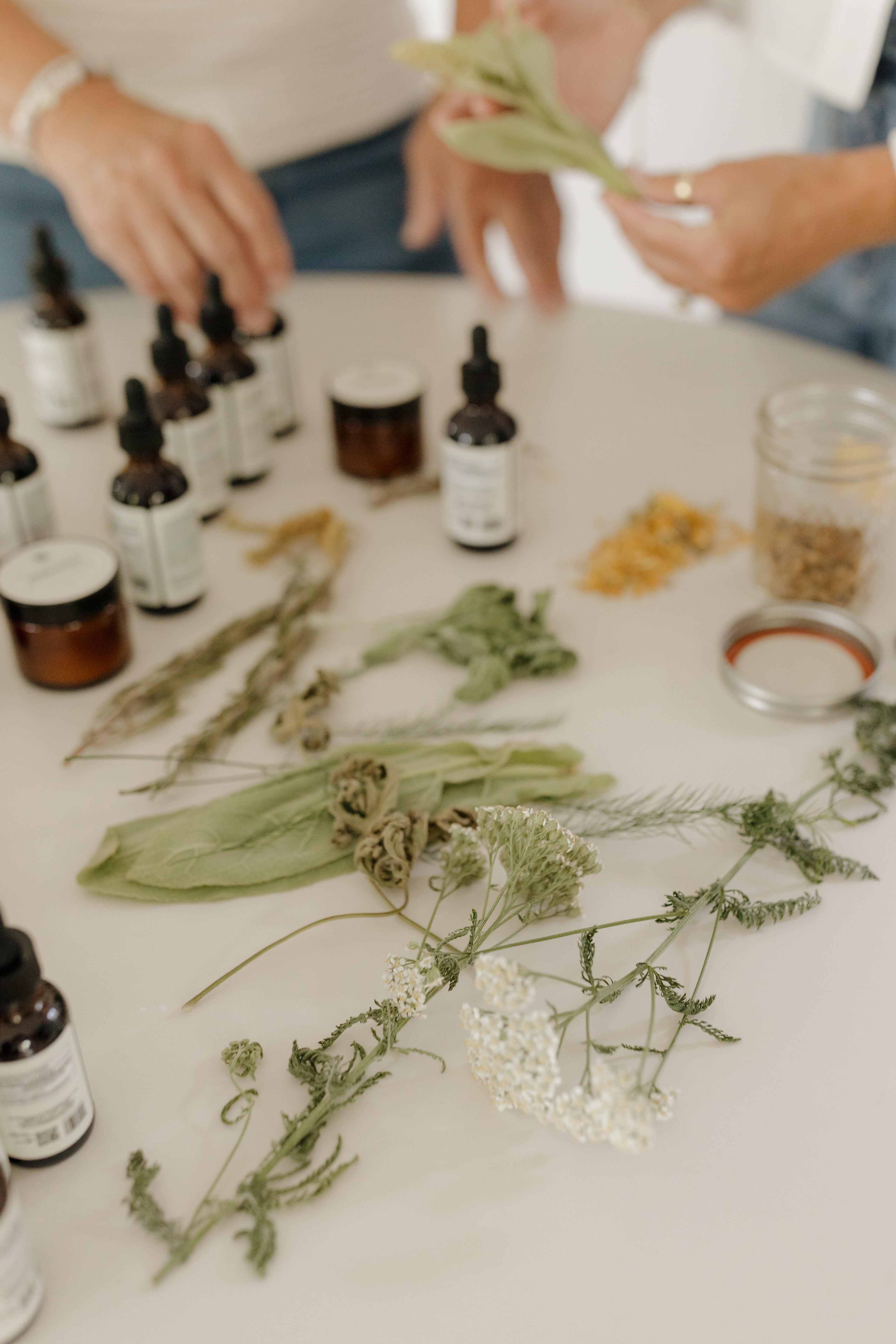 Mullein Tincture: Respiratory + Immune System Support